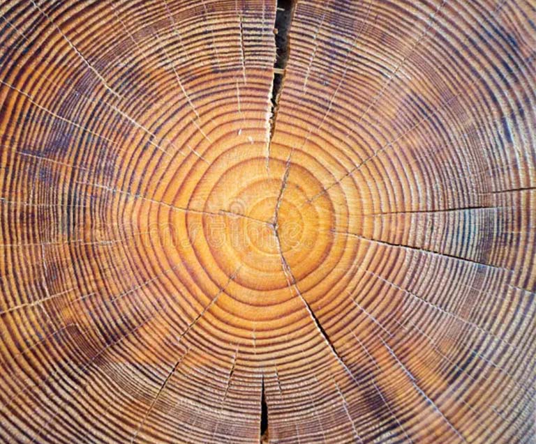 Tree core showing cracks and numerous tree rings